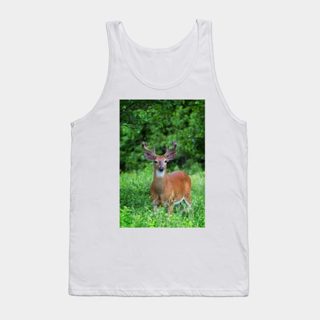 Spring Buck - White-tailed deer Tank Top by Jim Cumming